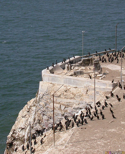 kormorane-Cormorans-Cormoran-Kormoran-Alcatraz-The-Rock-SF-San-Francisco-California-Kalifornien-USA-DSCN5277.jpg