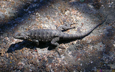 Lizard-Echse-Lake-Tahoe-California-USA-DSCN4788.jpg