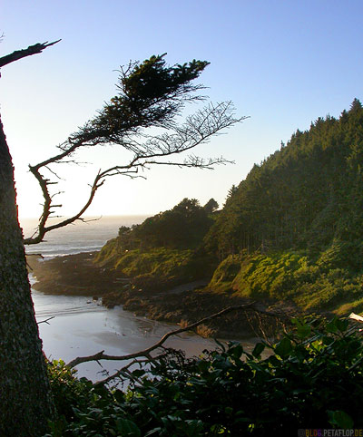 near-devils-churn-Beach-Strand-Tree-Baum-Oregon-Coast-Oregon-USA-DSCN3929.jpg