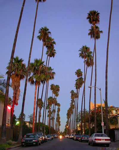 Palms-Palmen-Allee-Hollywood-Los-Angeles-USA-DSCN5556.jpg