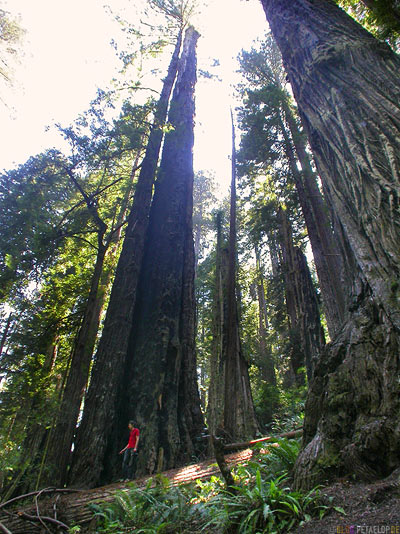 Redwoods-Redwood-National-Park-California-Kalifornien-USA-DSCN4111.jpg