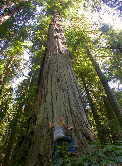 Redwoods-Redwood-National-Park-California-Kalifornien-USA-DSCN4151.jpg