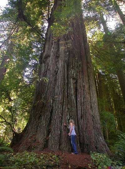 Redwoods-Redwood-National-Park-California-Kalifornien-USA-DSCN4170.jpg