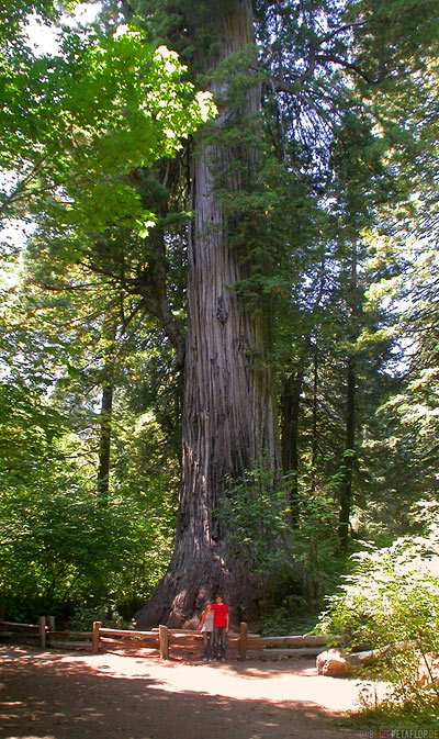 Redwoods-Redwood-National-Park-California-Kalifornien-USA-DSCN4175.jpg