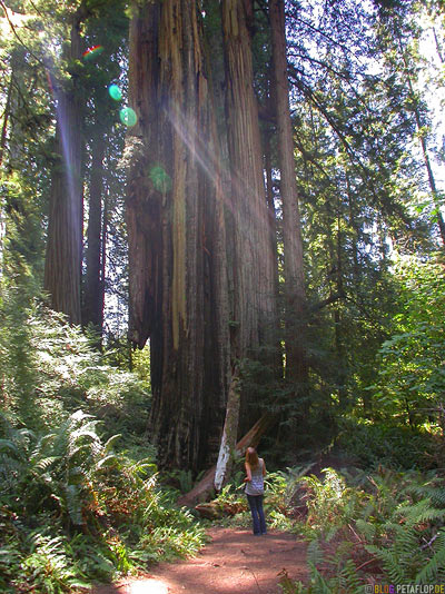 Redwoods-Redwood-National-Park-California-Kalifornien-USA-DSCN4196.jpg