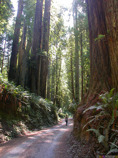 Redwoods-Redwood-National-Park-California-Kalifornien-USA-DSCN4212.jpg