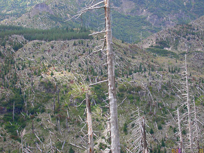 Scenery-Landschaft-dead-trees-Mt-Mount-St-Helens-Washington-USA-DSCN3725.jpg