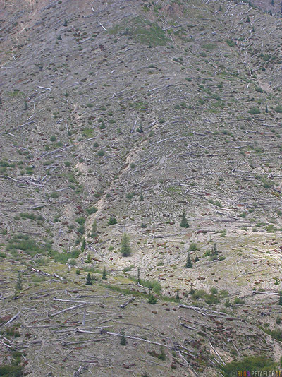 Scenery-Landschaft-dead-trees-Mt-Mount-St-Helens-Washington-USA-DSCN3742.jpg