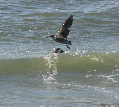 Seagull-Seal-sea-Pacific-Ocean-California-Coast-near-Trinidad-Kalifornien-Kueste-USA-DSCN4229.jpg