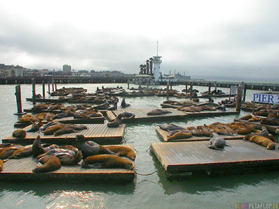 Sealions-Seeloewen-Pier-39-Fishermans-Wharf-SF-San-Francisco-California-Kalifornien-USA-DSCN5177.jpg