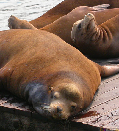 Sealions-Seeloewen-Pier-39-Fishermans-Wharf-SF-San-Francisco-California-Kalifornien-USA-DSCN5178.jpg