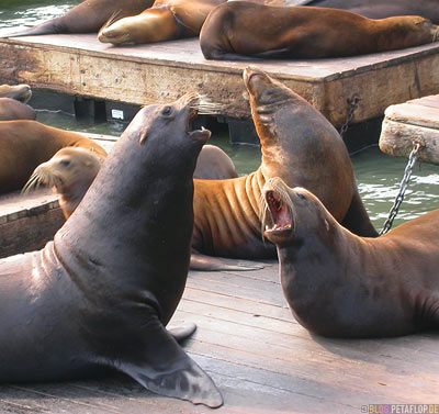 Sealions-Seeloewen-Pier-39-Fishermans-Wharf-SF-San-Francisco-California-Kalifornien-USA-DSCN5179.jpg