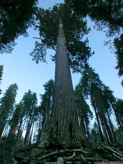 sequoia-redwood-redwoods-Mammutbaum-Mammutbaeume-Yosemite-National-Park-Nationalpark-California-Kalifornien-USA-DSCN5077.jpg