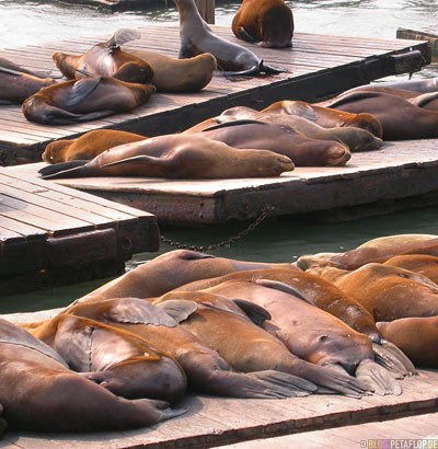 sleeping-Sealions-schlafende-Seeloewen-Pier-39-Fishermans-Wharf-SF-San-Francisco-California-Kalifornien-USA-DSCN5183.jpg