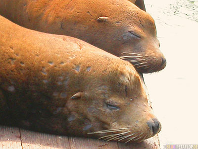 sleeping-Sealions-schlafende-Seeloewen-Pier-39-Fishermans-Wharf-SF-San-Francisco-California-Kalifornien-USA-DSCN5185.jpg