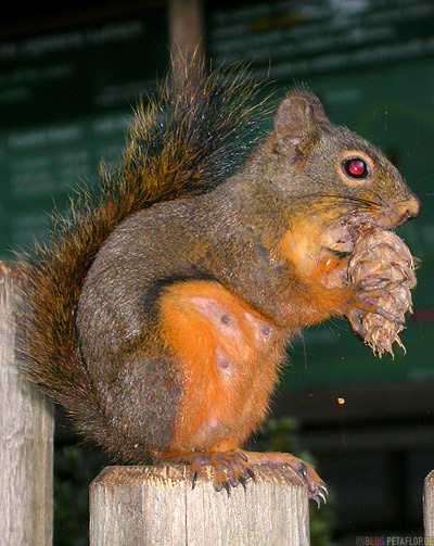 squirrel-Eichhoernchen-Japanese-Garden-Portland-Oregon-USA-DSCN3820.jpg