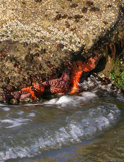 Starfishes-Seesterne-Beach-Strand-Oregon-Coast-near-Newport-Oregon-USA-DSCN3911.jpg