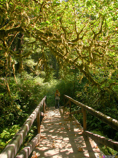 Sunny-wooden-bridge-moss-Holzbruecke-Moos-National-Park-California-Kalifornien-USA-DSCN4153.jpg