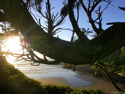 Tree-Baum-Strand-Beach-near-devils-churn-Oregon-Coast-Oregon-USA-DSCN3927.jpg