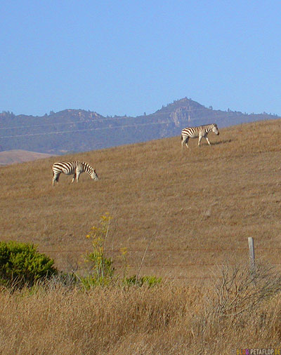 Zebras-Zebra-Highway-1-Coast-Ozean-Kueste-California-Kalifornien-USA-DSCN5389.jpg