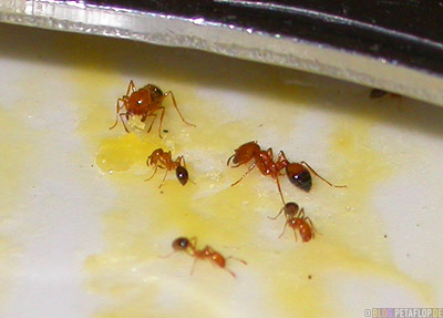 Ants-on-plate-Ameisen-Teller-Sahara-Hotel-Room-Zimmer-casino-Las-Vegas-Nevada-USA-DSCN6090.jpg