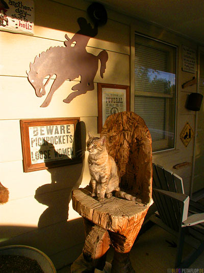 beware-pickpockets-and-loose-women-cat-Maverick-Motel-for-sale-Greybull-Wyoming-USA-00257.jpg