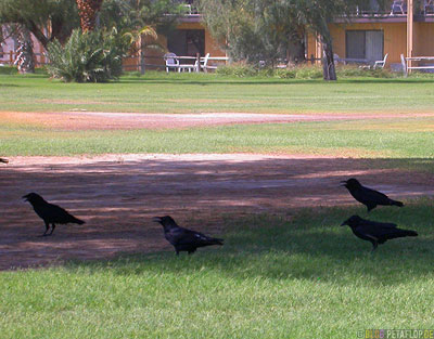 Birds-in-the-heat-Voegel-Furnace-Creek-Ranch-Death-Valley-California-Kalifornien-USA-DSCN5701.jpg