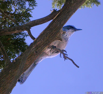 Blue-bird-blauer-Vogel-Mesa-Verde-National-Park-UNESCO-World-Heritage-Weltkulturerbe-Colorado-USA-DSCN6560.jpg