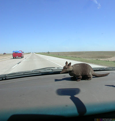 bobble-head-nodding-dog-Wackeldackel-Wackel-Guerteltier-Armadillo-Dashboard-Amarillo-Texas-USA-DSCN7321.jpg