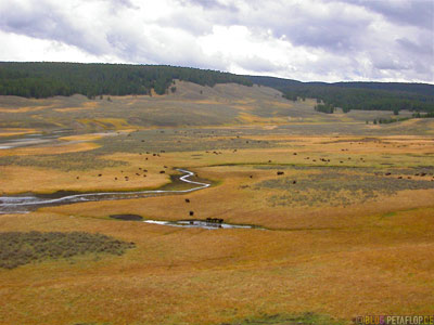 Buffalo-herd-Bueffel-Bisonherde-Bisons-Bison-grass-land-Grasland-Yellowstone-National-Park-Wyoming-USA-DSCN6908.jpg