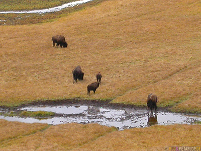 Buffalo-herd-Bueffel-Bisonherde-Bisons-Bison-grass-land-Grasland-Yellowstone-National-Park-Wyoming-USA-DSCN6912.jpg