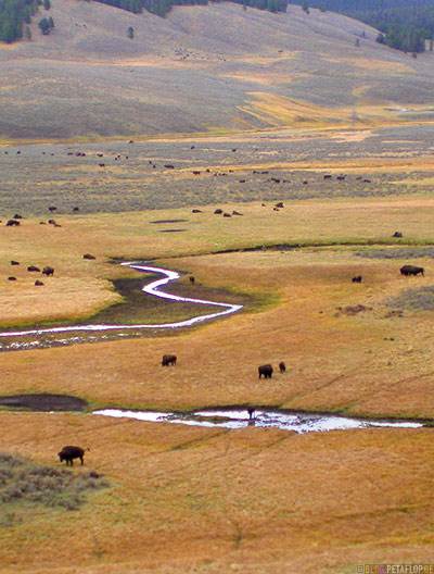 Buffalo-herd-Bueffel-Bisonherde-Bisons-Bison-grass-land-Grasland-Yellowstone-National-Park-Wyoming-USA-DSCN6919.jpg