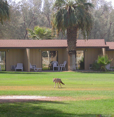 Coyote-Kojote-Palm-Palme-Furnace-Creek-Ranch-Death-Valley-California-Kalifornien-USA-DSCN5703.jpg