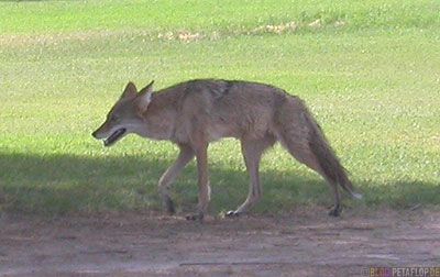 Coyote-Kojote-Palm-Palme-Furnace-Creek-Ranch-Death-Valley-California-Kalifornien-USA-DSCN5705.jpg