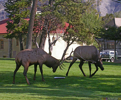 Fighting-elk-kaempfende-Hirsche-Mammoth-Hot-Springs-Yellowstone-National-Park-Wyoming-USA-DSCN6876.jpg