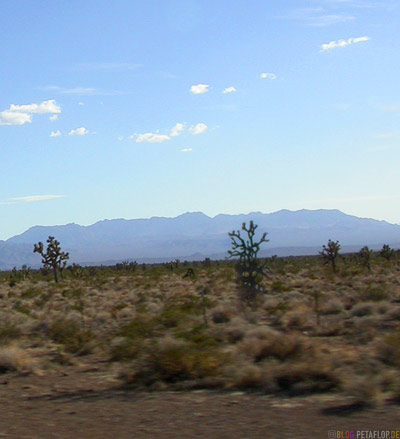 Joshua-Tree-Trees-California-Kalifornien-USA-DSCN5860.jpg