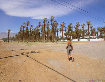 Palms-Palmen-Furnace-Creek-Ranch-Death-Valley-California-Kalifornien-USA-DSCN5687.jpg