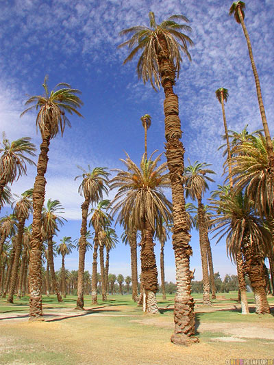 Palms-Palmen-Furnace-Creek-Ranch-Death-Valley-California-Kalifornien-USA-DSCN5689.jpg