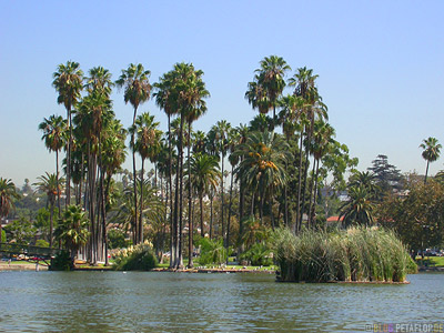 Palms-Palmen-Lake-See-Echo-Park-Los-Angeles-California-Kalifornia-USA-DSCN5578.jpg