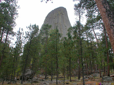 Trees-Baeume-Devils-Tower-National-Monument-Close-Encounters-Begegnung-der-dritten-Art-Wyoming-USA-00372.jpg