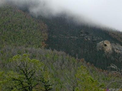 Waldbrand-Grenze-forest-fire-edge-border-burnt-woods-verbrannter-Wald-Bighorn-Mountains-Wyoming-USA-00322.jpg