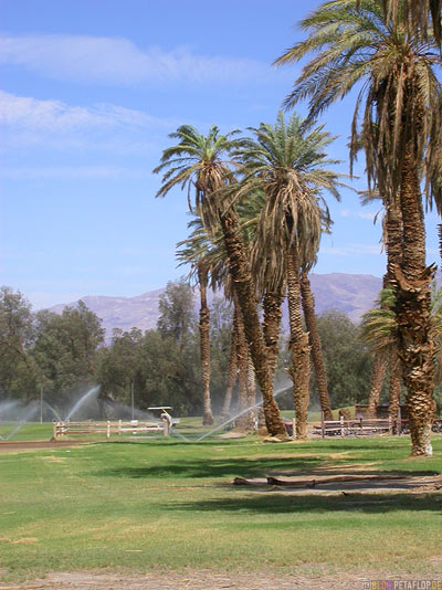 worlds-lowest-golf-course-tiefster-Golfplatz-der-Welt-Palms-Palmen-Furnace-Creek-Ranch-Death-Valley-California-Kalifornien-USA-DSCN5691.jpg