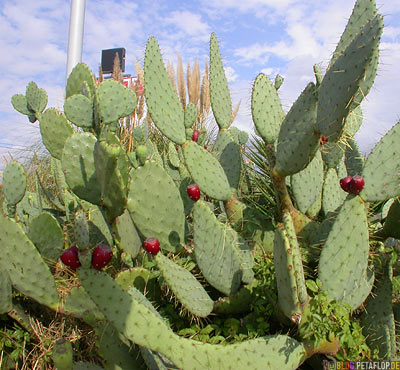 cactus-cactuses-Kakteen-Kaktus-texarkana-texas-tx-usa-DSCN7723.jpg