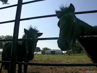 Miniature-horse-Pferd-Mini-Zwerg-pferde-Southfork-Ranch-Dallas-TV-series-Serie-Dallas-Texas-TX-USA-DSCN7628.jpg