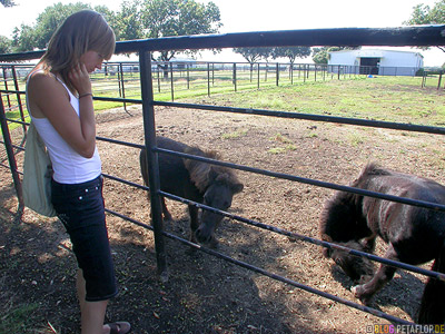 Miniature-horse-Pferd-Mini-Zwerg-pferde-Southfork-Ranch-Dallas-TV-series-Serie-Dallas-Texas-TX-USA-DSCN7631.jpg