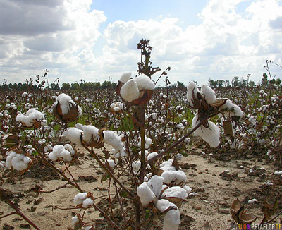 Cotton-Field-Baumwollfeld-Baumwolle-Arkansas-AR-USA-DSCN7739.jpg