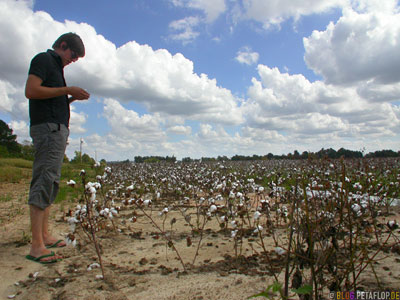 Cotton-Field-Baumwollfeld-Baumwolle-Arkansas-AR-USA-DSCN7745.jpg