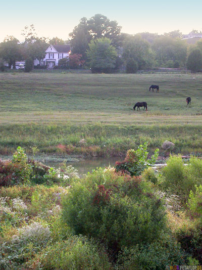 Horses-View-from-motel-balcony-Blick-vom-Motel-Balkon-Pferde-auf-Weide-Hotel-Servierville-near-Gatlinburg-Tennessee-TN-USA-DSCN8112.jpg