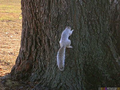 Squirrel-Eichhoernchen-Baum-Baumrinde-bark-Tree-National-Mall-Washington-DC-USA-DSCN8314.jpg