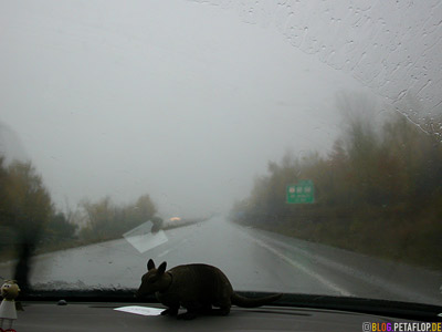 bobble-head-armadillo-View-out-of-our-car-on-the-rainy-road-from Burlington-Vermont-USA-to-Montreal-Quebec-Canada-DSCN8937.jpg